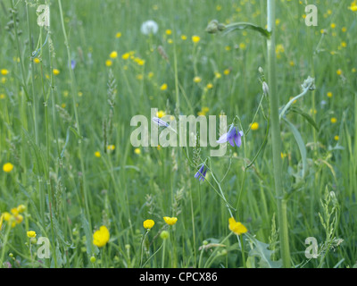 Wildflower meadow / Wildblumenwiese Banque D'Images