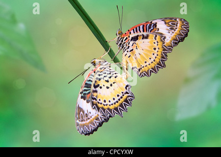 Leopard (Cethosia) ciane papillons Banque D'Images