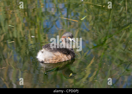 Australasian Grebe (Tachybaptus novaehollandiae) Banque D'Images