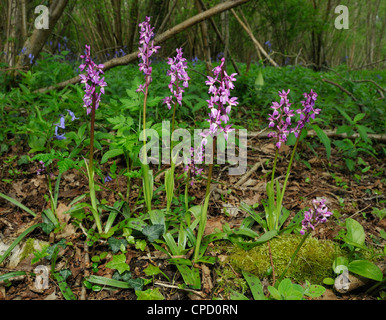 Early Purple orchid - Orchis mascula croissant dans copiced orchidées forestiers Cotswold Banque D'Images