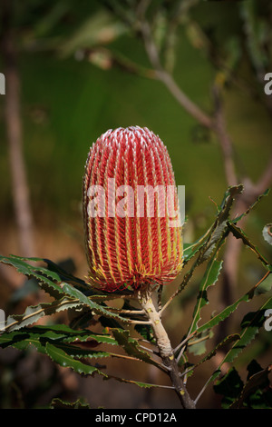 Belle fleur Banksia australien Banque D'Images