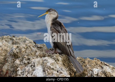 Australian vert (Anhinga novaehollandiae) Banque D'Images