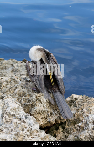 Australian vert (Anhinga novaehollandiae) Banque D'Images