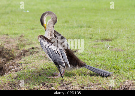 Australian vert (Anhinga novaehollandiae) Banque D'Images