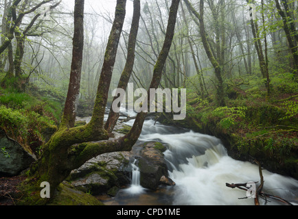 Golitha Falls, fleuve Fowey à. Cornwall. L'Angleterre. UK. Banque D'Images