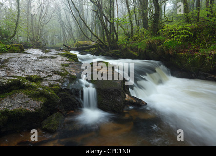 Golitha Falls, fleuve Fowey à. Cornwall. L'Angleterre. UK. Banque D'Images