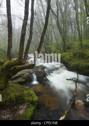 Golitha Falls, fleuve Fowey à. Cornwall. L'Angleterre. UK. Banque D'Images