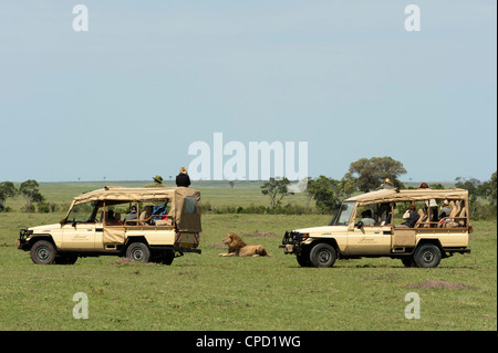 Lion (Panthera leo), Masai Mara, Kenya, Afrique de l'Est, l'Afrique Banque D'Images