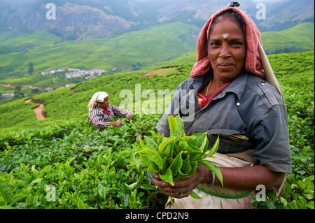 Travailleur tamoul sur une plantation de thé, Munnar, Kerala, Inde, Asie Banque D'Images