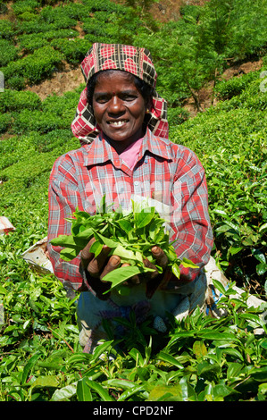 Travailleur tamoul sur une plantation de thé, Munnar, Kerala, Inde, Asie Banque D'Images