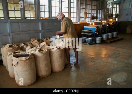 Sivakasi de thé, les plus hautes du monde, l'usine de thé de Munnar, Kerala, Inde, Asie Banque D'Images