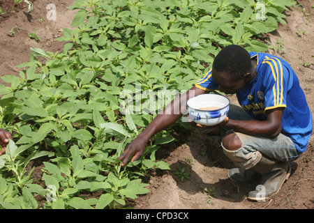 L'homme s'occuper d'un potager, Tori, Bénin, Afrique de l'Ouest, l'Afrique Banque D'Images