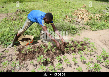 L'homme s'occuper d'un potager, Tori, Bénin, Afrique de l'Ouest, l'Afrique Banque D'Images