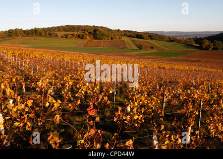 Vignoble de Bourgogne, Culles-les-Roches, Saône-et-Loire, Bourgogne, France, Europe Banque D'Images