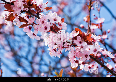 Les fleurs de cerisier rose qui fleurit au printemps Banque D'Images