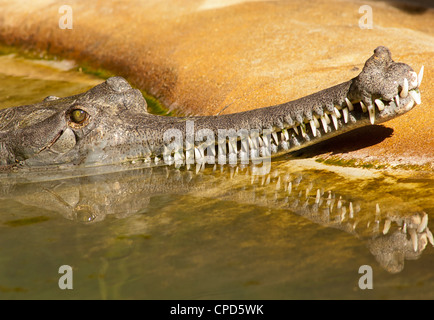 Le gavial (Gavialis gangeticus) est une de la famille des crocodiliens Gavialidae originaire du sous-continent indien. Banque D'Images