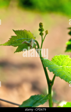 Un groupe de très jeunes raisins sur une branche. Banque D'Images