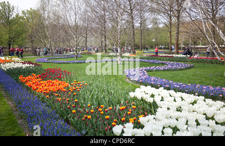 Champ de tulipes, jardins de Keukenhof, Parc Lisse, jardin de l'Europe, le plus grand jardin de fleurs, Pays-Bas Banque D'Images