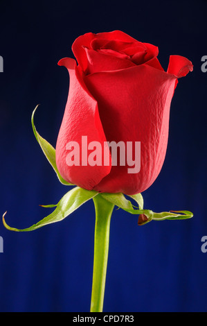 Détail d'un bouton de rose rouge sur fond bleu foncé Banque D'Images