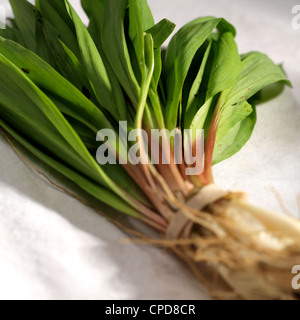 Également connu sous le nom de rampes, poireaux sauvages Richwood, West Virginia, USA Appalaches Banque D'Images