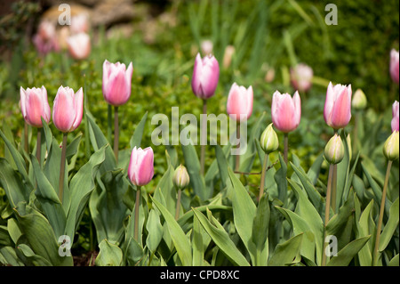 Tulipes triomphe 'Gabriella', Triumph Tulip, avec les bourgeons de Tulipa 'Mount Tacoma', double fin Tulip en premier plan Banque D'Images