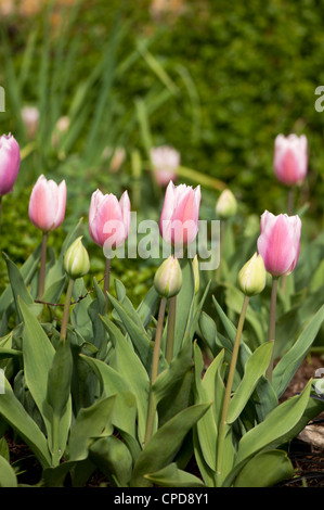 Tulipes triomphe 'Gabriella', Triumph Tulip, avec les bourgeons de Tulipa 'Mount Tacoma', double fin Tulip en premier plan Banque D'Images