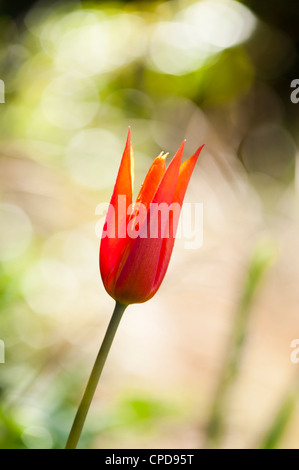 Tulipa 'Ballerina', Lily-Flowered Tulip Banque D'Images