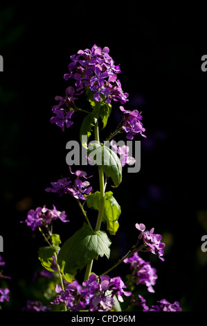 L'honnêteté, l'annuelle Lunaria annua Banque D'Images