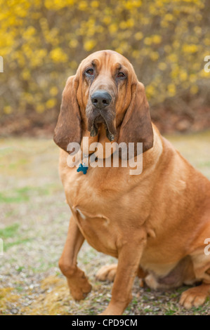 Image couleur de sang froid plein de Hound Dog est sur la droite de l'image en laissant en arrière-plan fleurs copyspace Banque D'Images