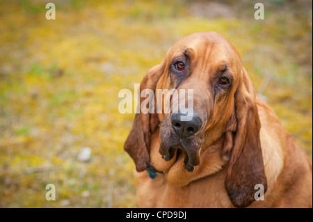 Full blooded Hound Sang looking at camera with regard triste et incliné la tête pour l'exemplaire Banque D'Images