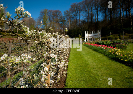 Espaliered pear trees in blossom, Pyrus communis 'Catillac', Painswick Rococo Garden, Gloucestershire, England, UK Banque D'Images