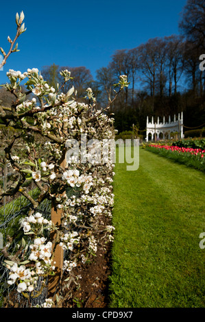 Espaliered pear trees in blossom, Pyrus communis 'Catillac', Painswick Rococo Garden, Gloucestershire, England, UK Banque D'Images