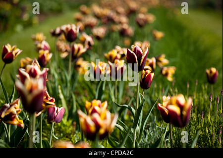 Tulipa 'Tulipes triomphe Gavota", Banque D'Images