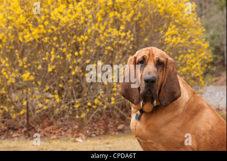 Image couleur de sang froid plein de Hound Dog est sur la droite de l'image en laissant en arrière-plan fleurs copyspace Banque D'Images