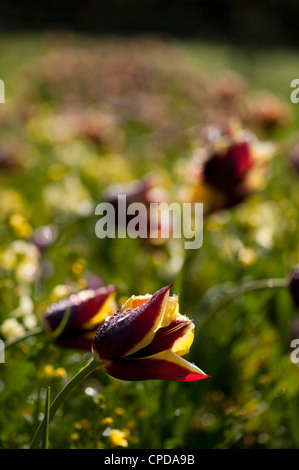 Tulipa 'Tulipes triomphe Gavota", Banque D'Images