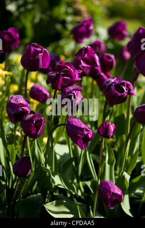 Deep purple tulips après une douche de pluie Banque D'Images