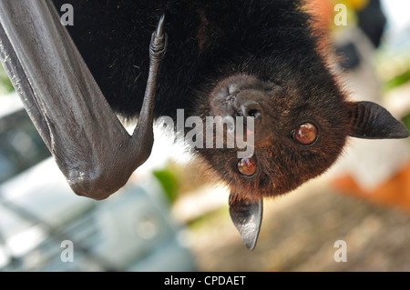 Grande tyrolienne, Pteropus vampyrus, Pteropodidae, Bali, Indonésie, Asie Banque D'Images