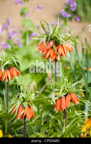 Fritillaria imperialis 'Aurora', couronne impériale Banque D'Images