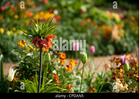 Fritillaria imperialis 'Aurora', couronne impériale Banque D'Images