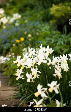 Narcissus cyclamineus 'Jenny', jonquilles au printemps Banque D'Images