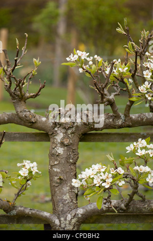 Espaliered pear tree in blossom, Pyrus communis 'Uvedale's St Germain' Banque D'Images