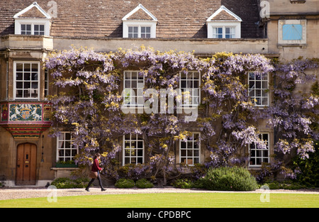 Cambridge College: Un étudiant passe devant la wisteria au printemps, Christs College Cambridge, Cambridge University, Royaume-Uni Banque D'Images
