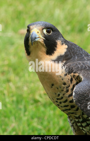 Le faucon pèlerin (Falco peregrinus). Banque D'Images