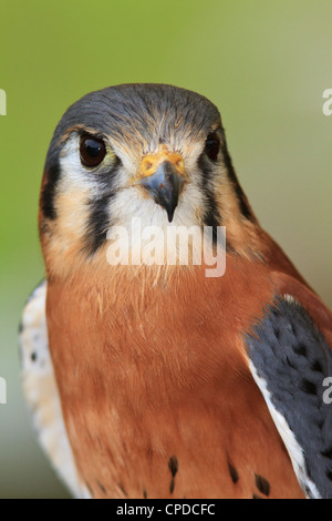Crécerelle d'Amérique (Falco sparverius), aussi connu comme un épervier. Banque D'Images
