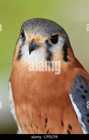 Crécerelle d'Amérique (Falco sparverius), aussi connu comme un épervier. Banque D'Images