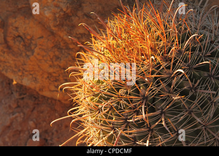 Vue rapprochée d'un beau Barrel Cactus dans le soleil de l'après-midi Banque D'Images