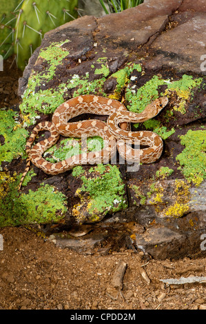 Pituophis catenifer Couleuvre à Tucson, Arizona, United States 15 mai Colubridés juvéniles Banque D'Images