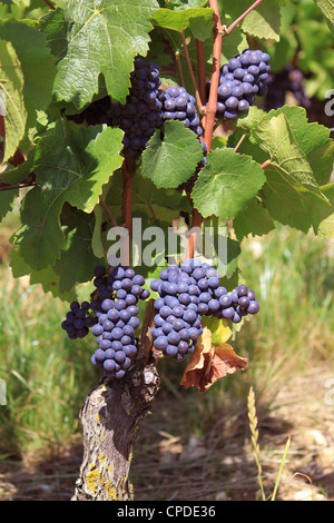 Grappes de raisin sur des vignes dans un vignoble avant la récolte Banque D'Images