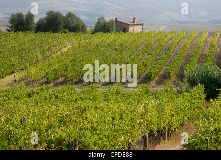 Un vignoble en automne près de Montalcino, Toscane, Italie, Europe Banque D'Images