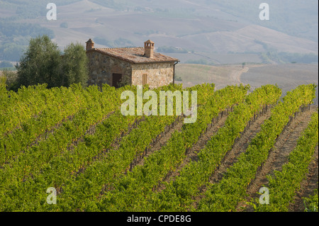 Un vignoble et grange en pierre près de Montalcino, Toscane, Italie, Europe Banque D'Images